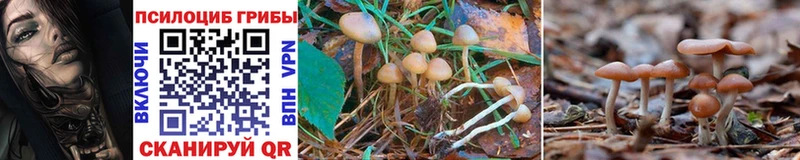 blacksprut   darknet Telegram  Псилоцибиновые грибы Psilocybe  Сельцо 